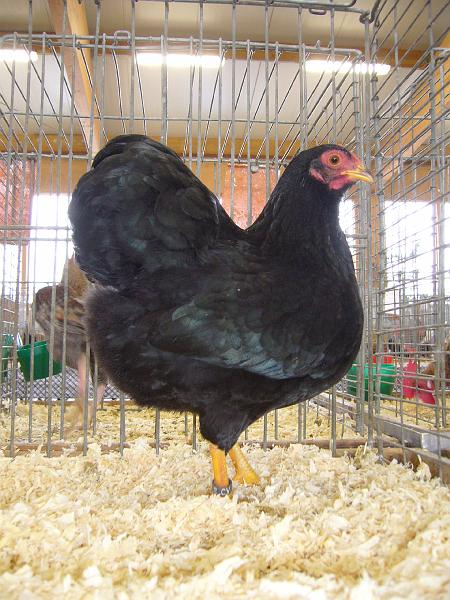 Kreisschau Coesfeld 2008 132.jpg - Zwerg Wyandotten schwarz von Helmut Winking Preis sg 95 E